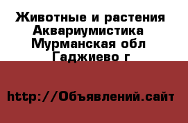 Животные и растения Аквариумистика. Мурманская обл.,Гаджиево г.